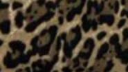 Schal - großes Leopardenmuster